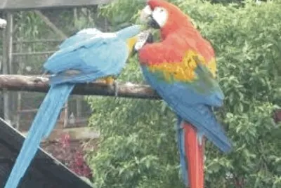 Birds