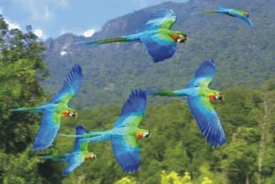 Birds
