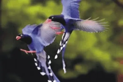 Birds