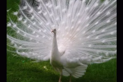 pavo-real