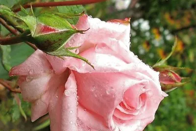 פאזל של flores