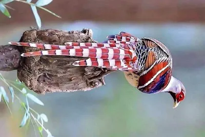 natural jigsaw puzzle
