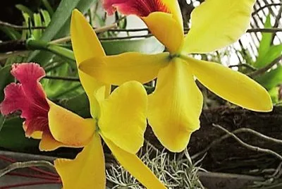 פאזל של flores