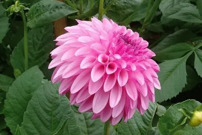 פאזל של flores