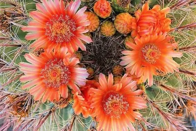פאזל של flores