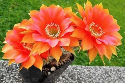 פאזל של flores