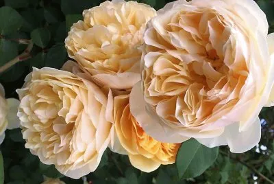 פאזל של flores