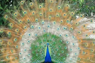 pavo=2