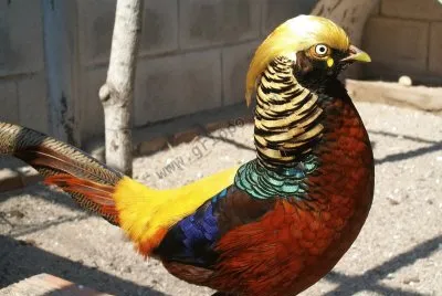 faisan