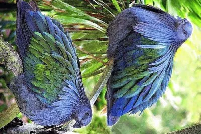 natural