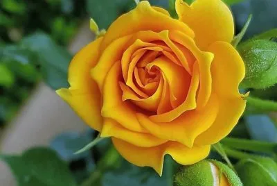 פאזל של flores