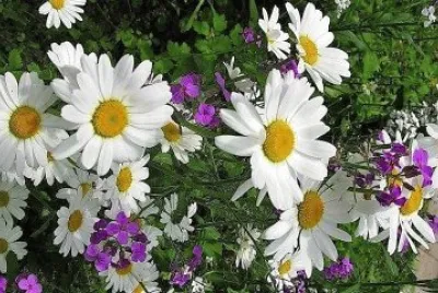 flores