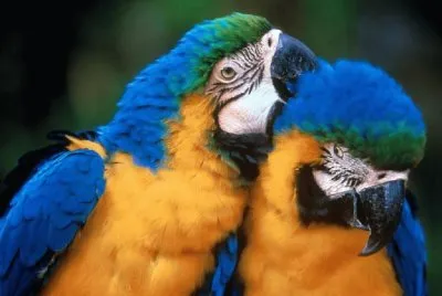 papagalloa