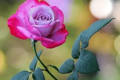 flores