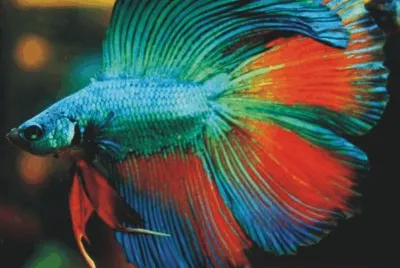 Fish