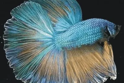 Fish