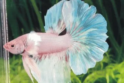 Fish