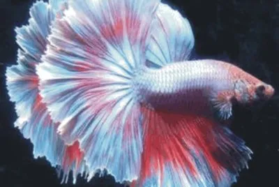 Fish