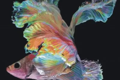Fish