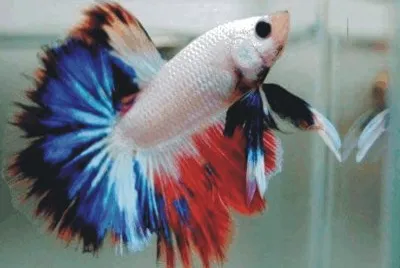Fish