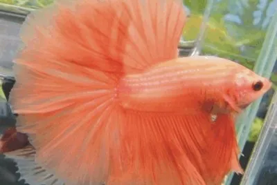 Fish