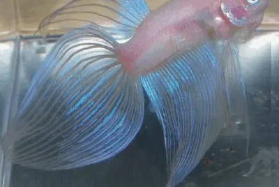 Fish