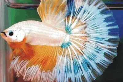 Fish