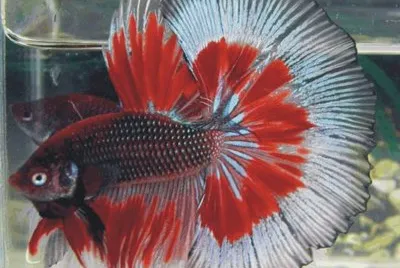 Fish
