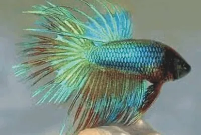 Fish