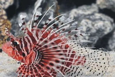 Fish