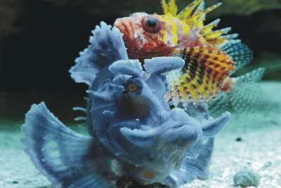 Fish