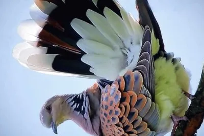 natural