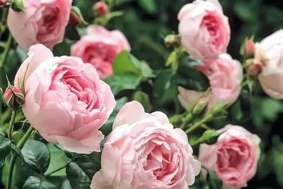 flores