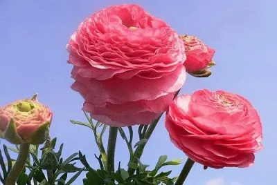 flores