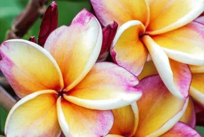 flores