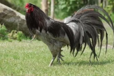 gallo