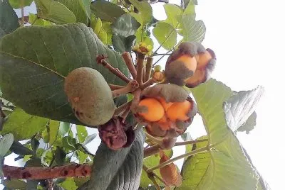frutas