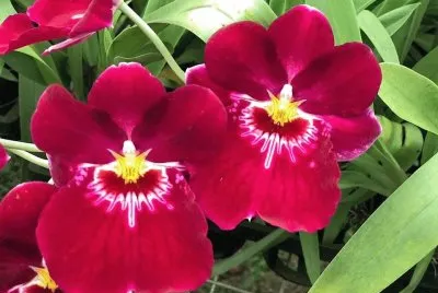 flores