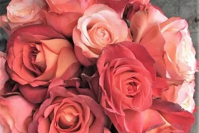 flores