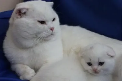 Scottish fold withe