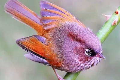 natural