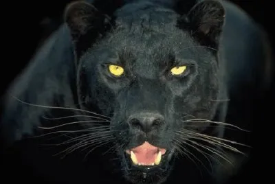 felino
