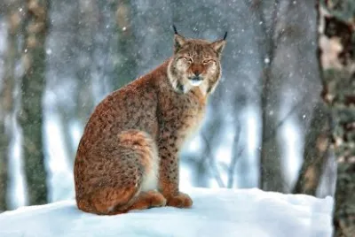 Wild Cat