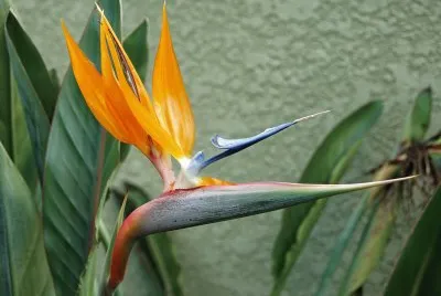 Ave do ParaÃ­so