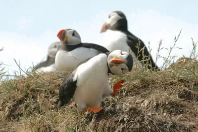 Fratercula Arctica