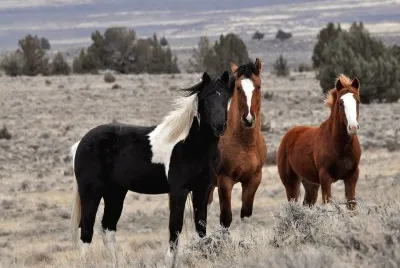 Horse