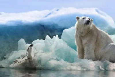 Penguin   Polar Bear