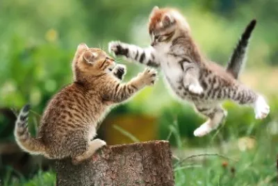 Kids Tigers