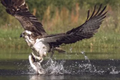 Eagle