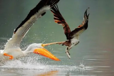 Pelican